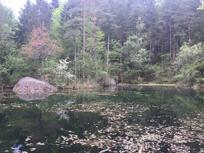 Goldseeli